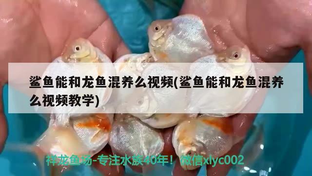 鲨鱼能和龙鱼混养么视频(鲨鱼能和龙鱼混养么视频教学) 鱼缸净水剂