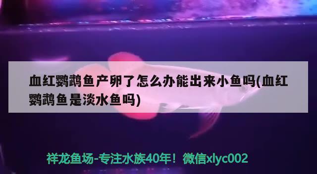 血红鹦鹉鱼产卵了怎么办能出来小鱼吗(血红鹦鹉鱼是淡水鱼吗)