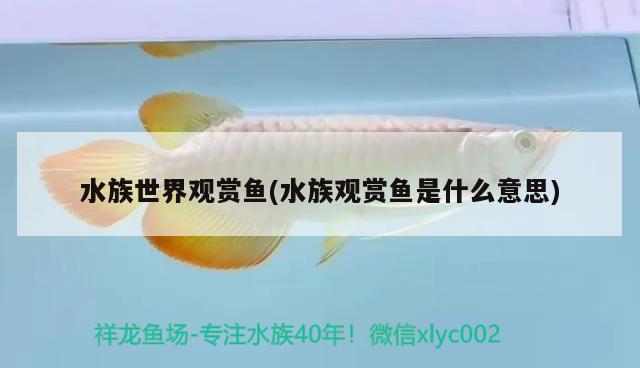 水族世界观赏鱼(水族观赏鱼是什么意思)