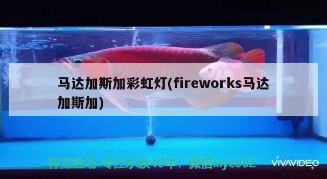 马达加斯加彩虹灯(fireworks马达加斯加) 观赏鱼