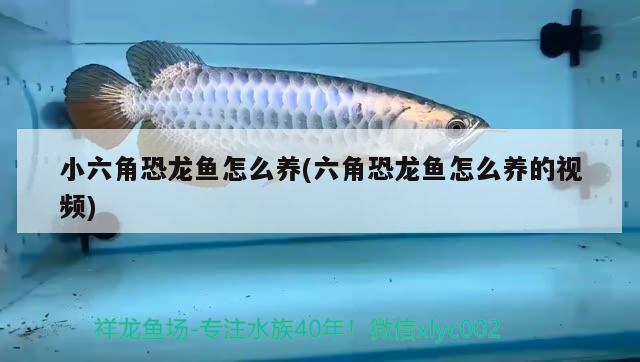 小六角恐龙鱼怎么养(六角恐龙鱼怎么养的视频) 广州祥龙国际水族贸易