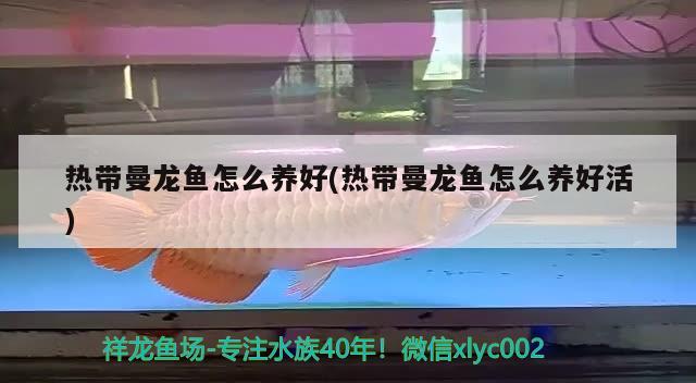 热带曼龙鱼怎么养好(热带曼龙鱼怎么养好活) 祥龙水族护理水