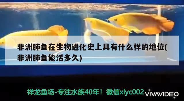 非洲肺鱼在生物进化史上具有什么样的地位(非洲肺鱼能活多久)