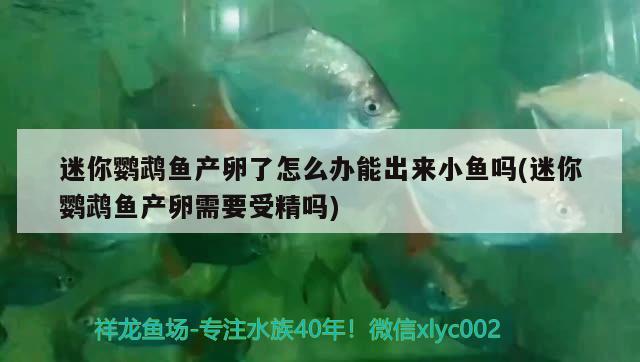 迷你鹦鹉鱼产卵了怎么办能出来小鱼吗(迷你鹦鹉鱼产卵需要受精吗) 鹦鹉鱼