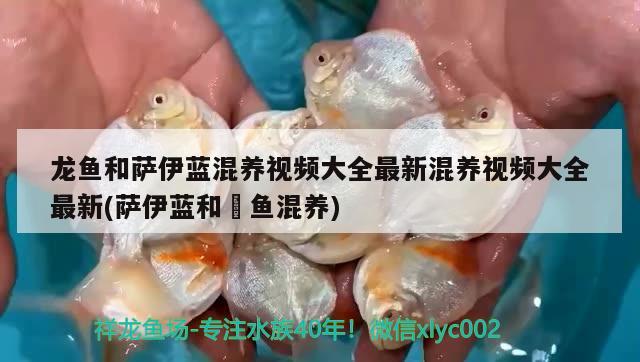 龙鱼和萨伊蓝混养视频大全最新混养视频大全最新(萨伊蓝和魟鱼混养)