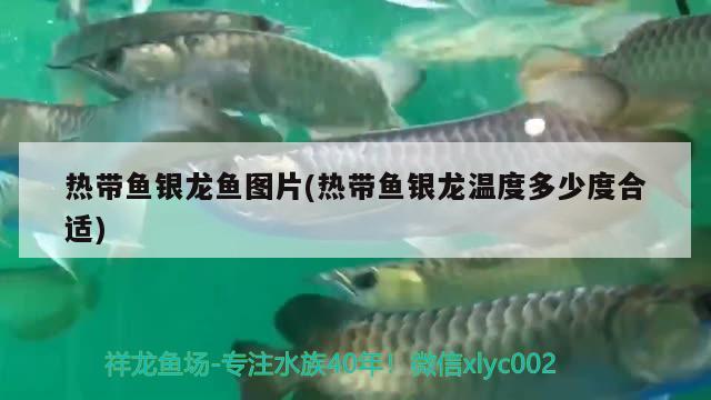 热带鱼银龙鱼图片(热带鱼银龙温度多少度合适)