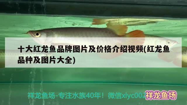 十大红龙鱼品牌图片及价格介绍视频(红龙鱼品种及图片大全)