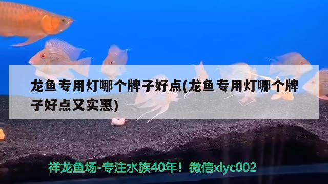 龙鱼专用灯哪个牌子好点(龙鱼专用灯哪个牌子好点又实惠)