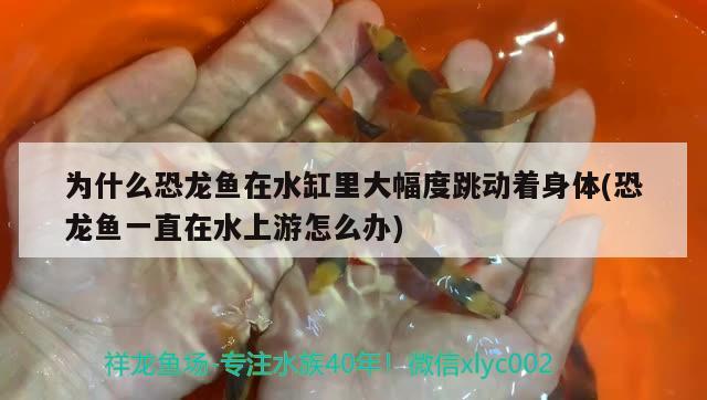 为什么恐龙鱼在水缸里大幅度跳动着身体(恐龙鱼一直在水上游怎么办)