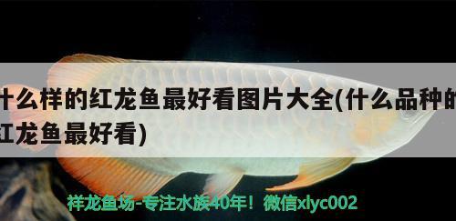 什么样的红龙鱼最好看图片大全(什么品种的红龙鱼最好看)