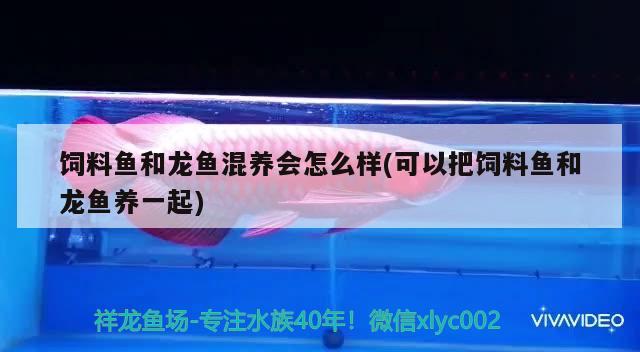 饲料鱼和龙鱼混养会怎么样(可以把饲料鱼和龙鱼养一起) 黑影道人鱼