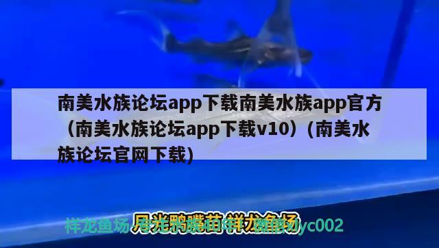 南美水族论坛app下载南美水族app官方（南美水族论坛app下载v10）(南美水族论坛官网下载) 黑帝王魟鱼