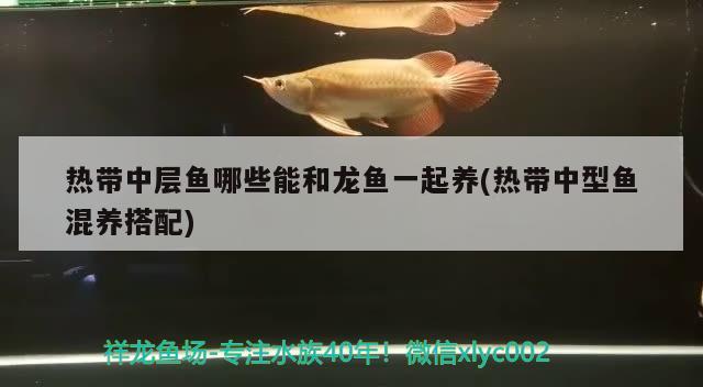 热带中层鱼哪些能和龙鱼一起养(热带中型鱼混养搭配) 非洲金鼓鱼