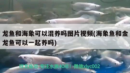 龙鱼和海象可以混养吗图片视频(海象鱼和金龙鱼可以一起养吗)