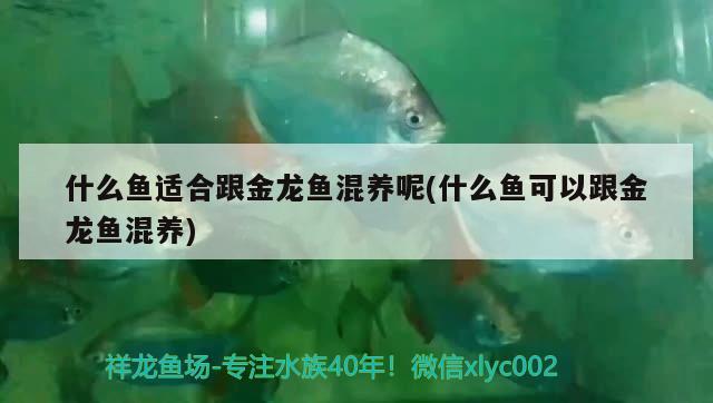什么鱼适合跟金龙鱼混养呢(什么鱼可以跟金龙鱼混养) 广州祥龙国际水族贸易