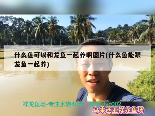 什么鱼可以和龙鱼一起养啊图片(什么鱼能跟龙鱼一起养) 除藻剂