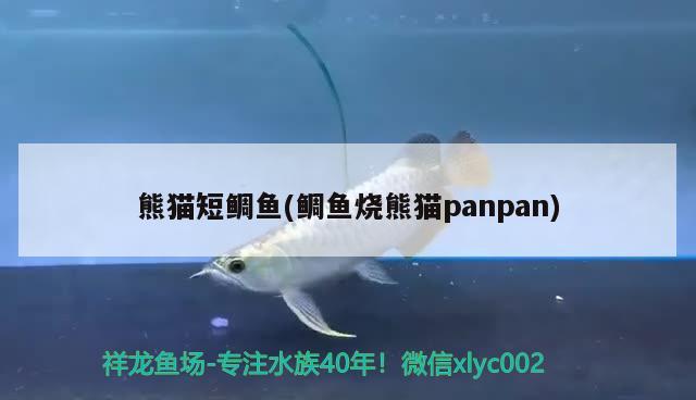 熊猫短鲷鱼(鲷鱼烧熊猫panpan) 观赏鱼