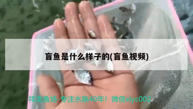 盲鱼是什么样子的(盲鱼视频) 观赏鱼