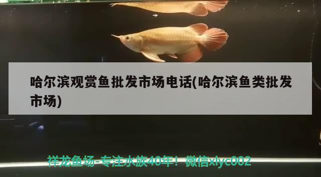 哈尔滨观赏鱼批发市场电话(哈尔滨鱼类批发市场) 观赏鱼批发