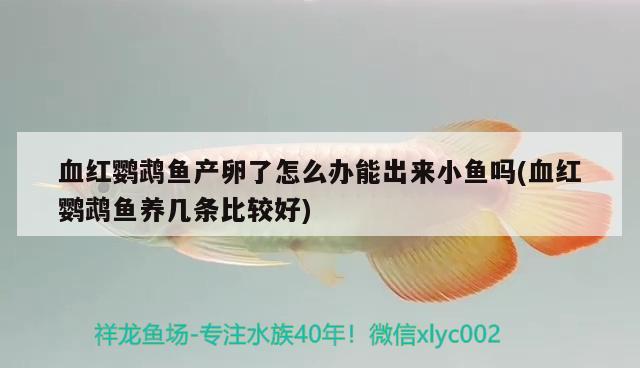 血红鹦鹉鱼产卵了怎么办能出来小鱼吗(血红鹦鹉鱼养几条比较好) 鹦鹉鱼