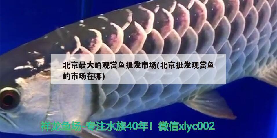 北京最大的观赏鱼批发市场(北京批发观赏鱼的市场在哪) 观赏鱼批发