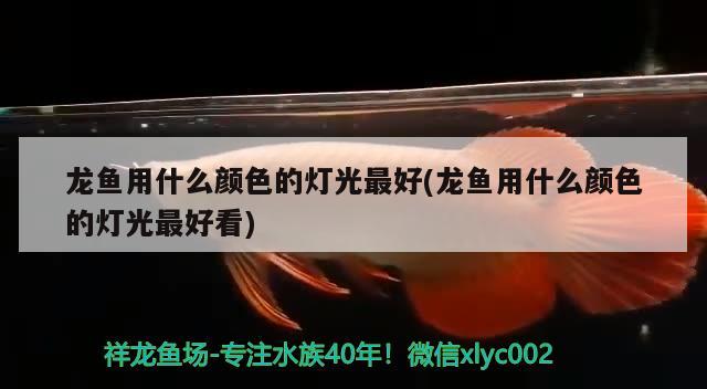 龙鱼用什么颜色的灯光最好(龙鱼用什么颜色的灯光最好看) 祥龙水族滤材/器材