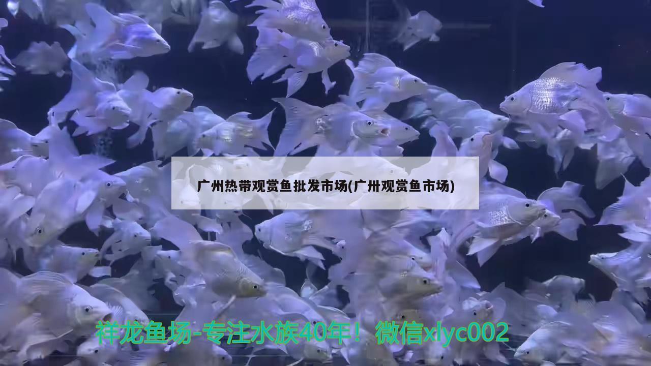 广州热带观赏鱼批发市场(广卅观赏鱼市场)