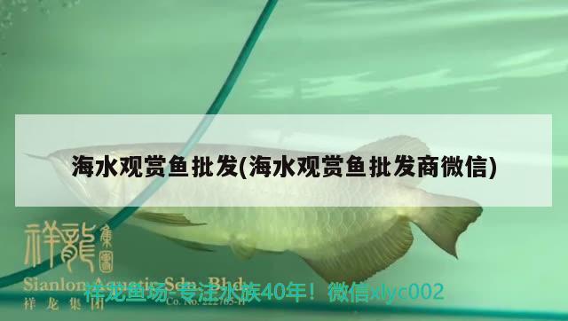 海水观赏鱼批发(海水观赏鱼批发商微信) 观赏鱼批发