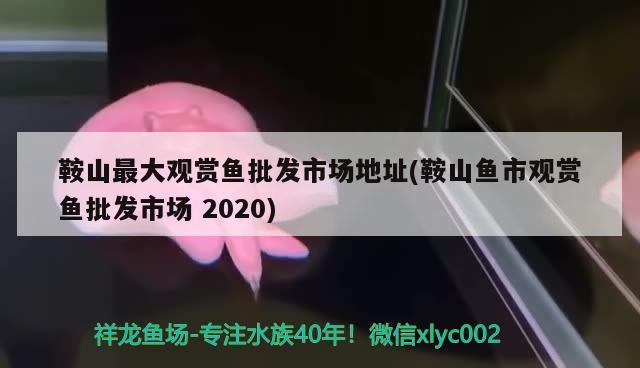 鞍山最大观赏鱼批发市场地址(鞍山鱼市观赏鱼批发市场2020) 观赏鱼批发