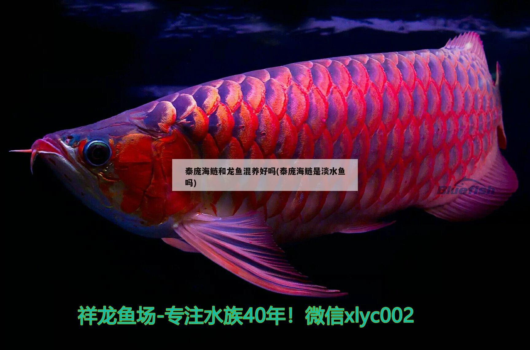 泰庞海鲢和龙鱼混养好吗(泰庞海鲢是淡水鱼吗) 银古鱼苗