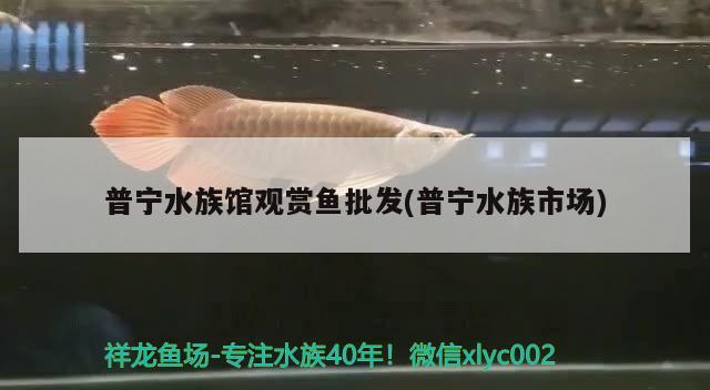 普宁水族馆观赏鱼批发(普宁水族市场) 观赏鱼批发