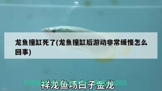 龙鱼撞缸死了(龙鱼撞缸后游动非常缓慢怎么回事)