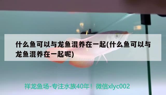 什么鱼可以与龙鱼混养在一起(什么鱼可以与龙鱼混养在一起呢) 双线侧鱼