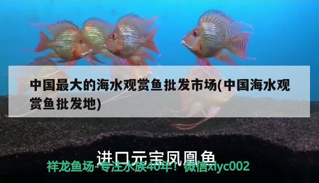 中国最大的海水观赏鱼批发市场(中国海水观赏鱼批发地) 观赏鱼批发