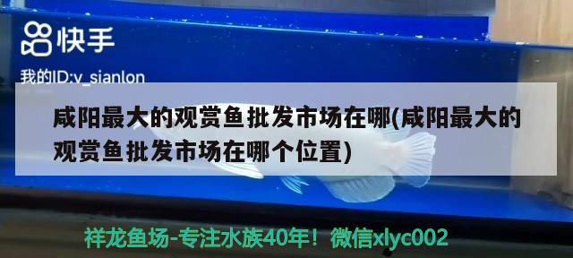 咸阳最大的观赏鱼批发市场在哪(咸阳最大的观赏鱼批发市场在哪个位置)