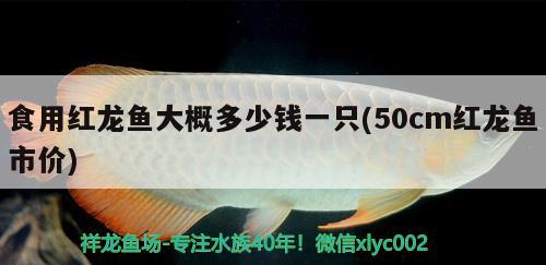 食用红龙鱼大概多少钱一只(50cm红龙鱼市价)