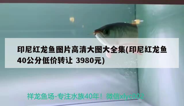 印尼红龙鱼图片高清大图大全集(印尼红龙鱼40公分低价转让3980元) 印尼红龙鱼