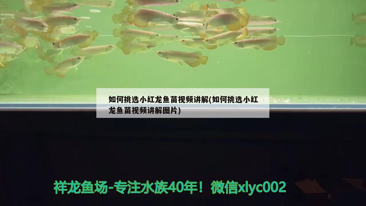 如何挑选小红龙鱼苗视频讲解(如何挑选小红龙鱼苗视频讲解图片)