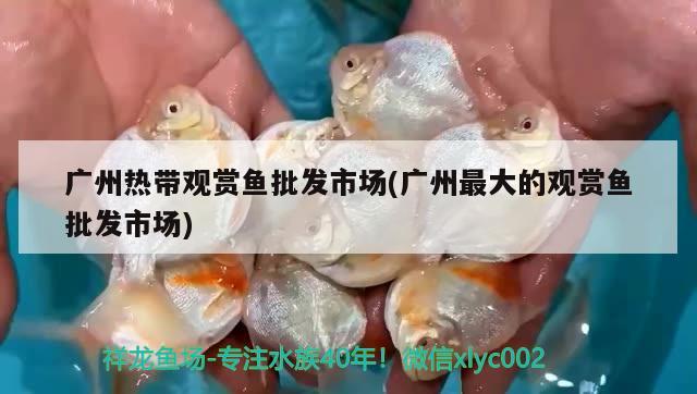 广州热带观赏鱼批发市场(广州最大的观赏鱼批发市场)