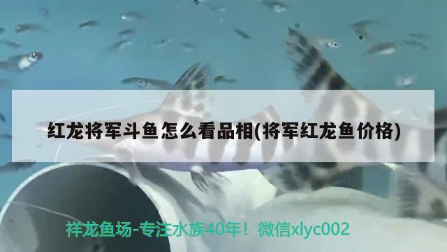 红龙将军斗鱼怎么看品相(将军红龙鱼价格) 观赏鱼