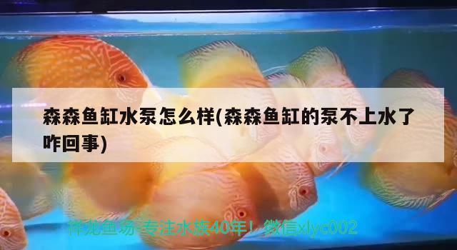 森森鱼缸水泵怎么样(森森鱼缸的泵不上水了咋回事) 鱼缸水泵