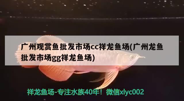 广州观赏鱼批发市场cc祥龙鱼场(广州龙鱼批发市场gg祥龙鱼场)