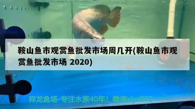 鞍山鱼市观赏鱼批发市场周几开(鞍山鱼市观赏鱼批发市场2020)