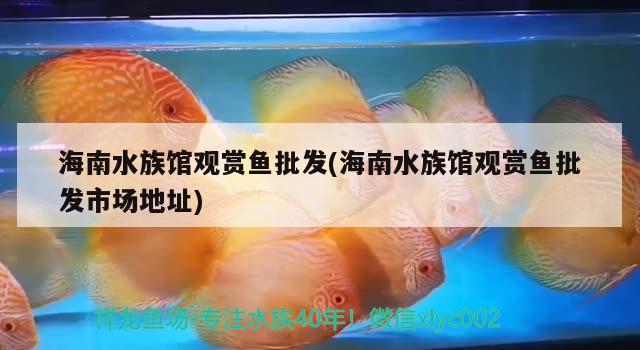 海南水族馆观赏鱼批发(海南水族馆观赏鱼批发市场地址)