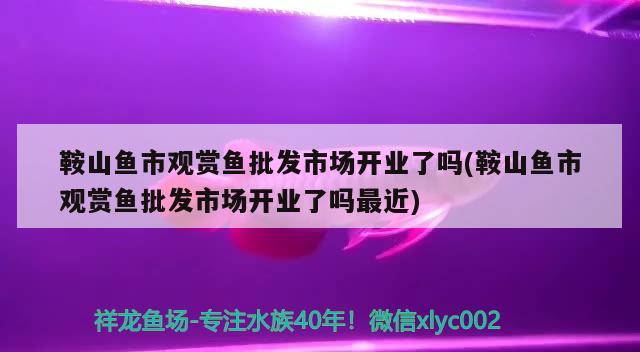 鞍山鱼市观赏鱼批发市场开业了吗(鞍山鱼市观赏鱼批发市场开业了吗最近)