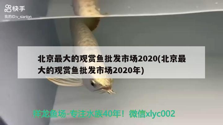 北京最大的观赏鱼批发市场2020(北京最大的观赏鱼批发市场2020年) 观赏鱼批发