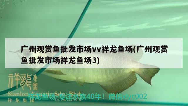 广州观赏鱼批发市场vv祥龙鱼场(广州观赏鱼批发市场祥龙鱼场3)