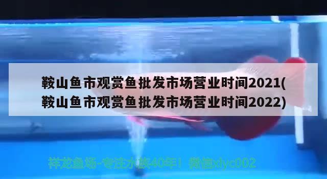 鞍山鱼市观赏鱼批发市场营业时间2021(鞍山鱼市观赏鱼批发市场营业时间2022)