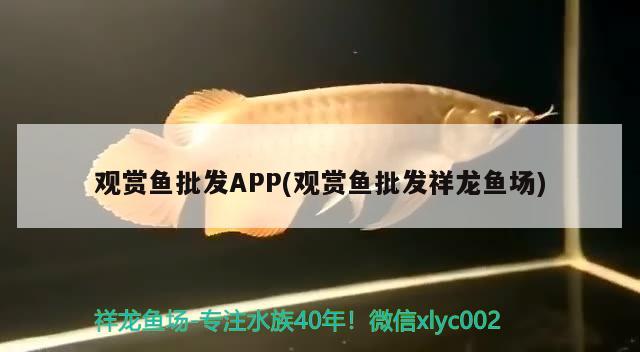 观赏鱼批发APP(观赏鱼批发祥龙鱼场) 观赏鱼批发 第2张