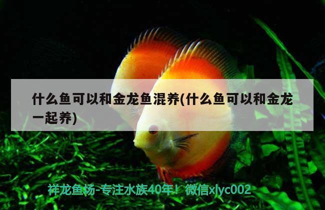 什么鱼可以和金龙鱼混养(什么鱼可以和金龙一起养) 广州水族器材滤材批发市场